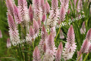 Celosia - Pink