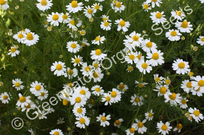 Chamomile - German Plant