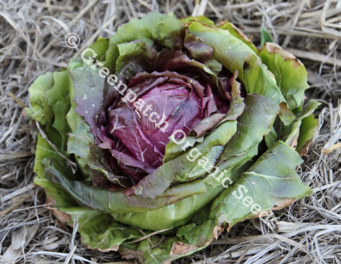 Chicory - Palla Rosa