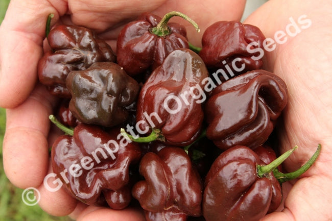 Chilli - Habanero Chocolate