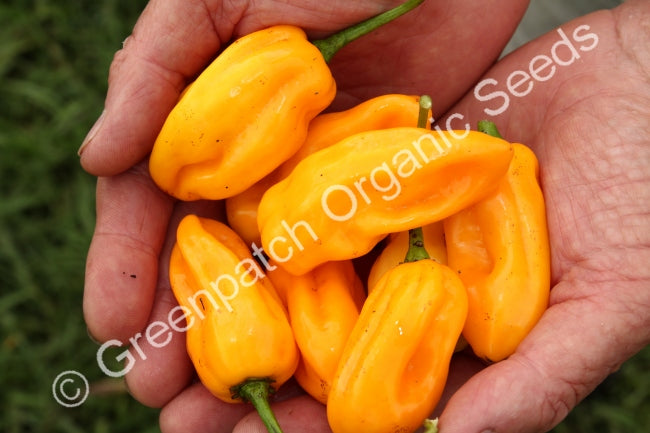 Chilli - Trinidad Scorpion CARDI Yellow