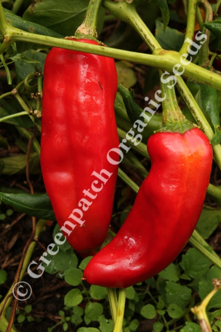 Chilli Plants