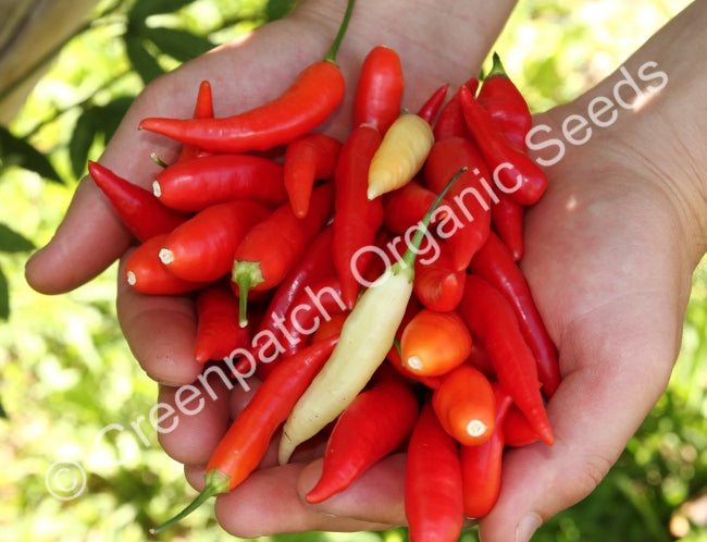 Chilli - Fiesta Plant