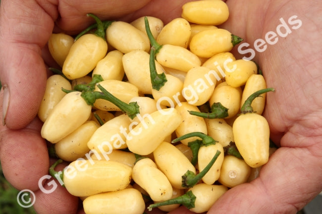 Chilli - Habanero White