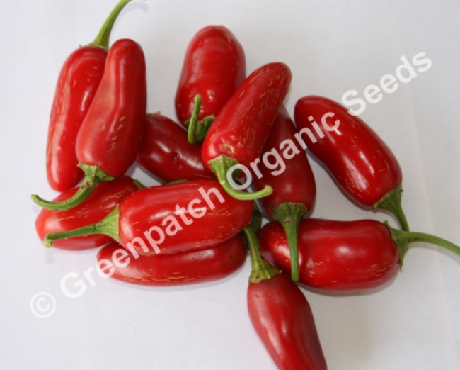 Chilli - Jalapeno Plant