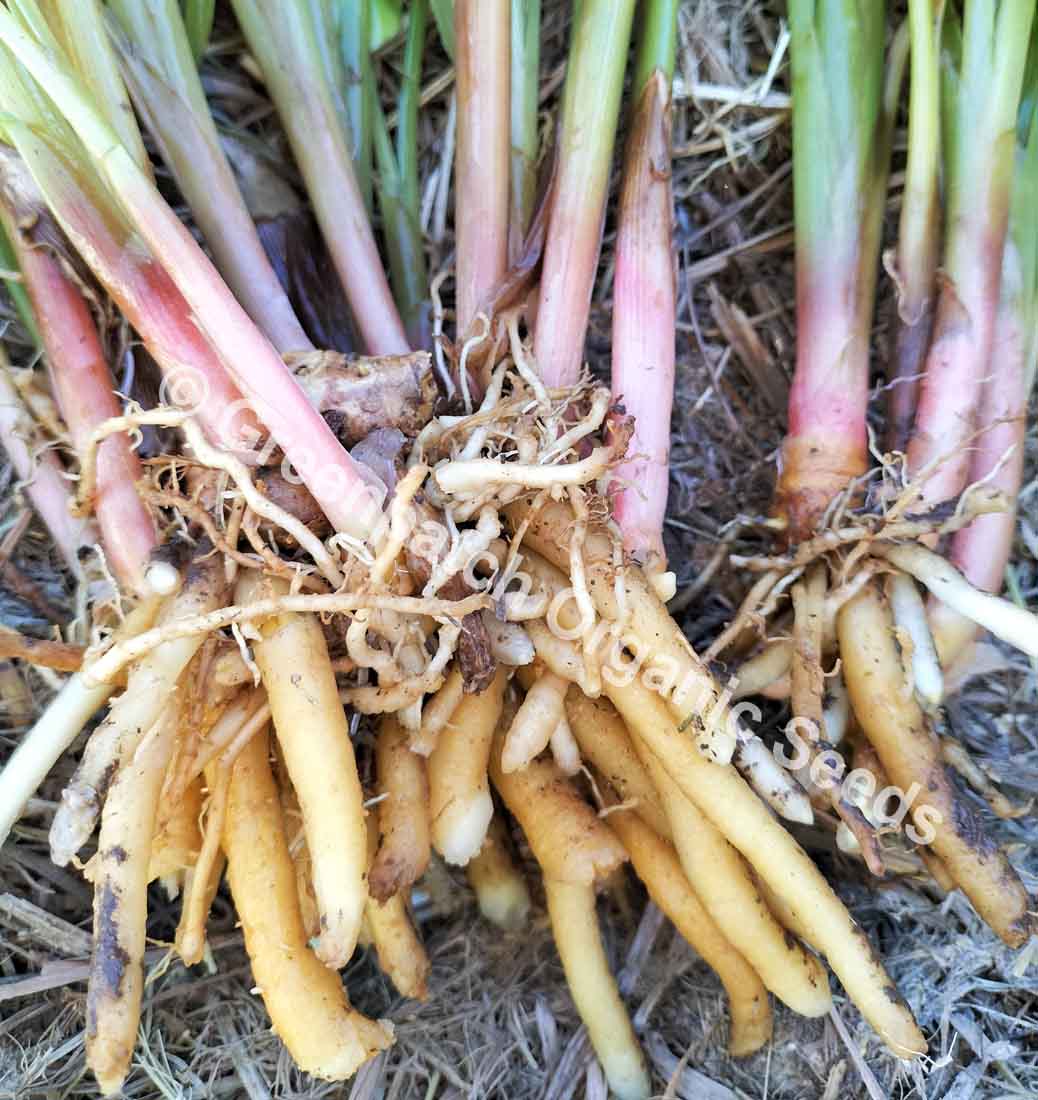 ginger plant seeds Chinese Keys Ginger Plants