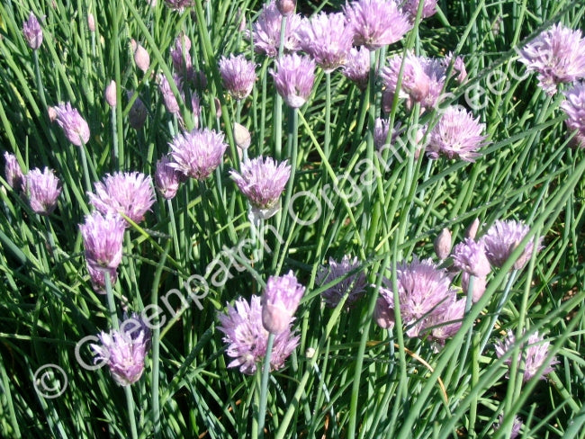 Chives Seed