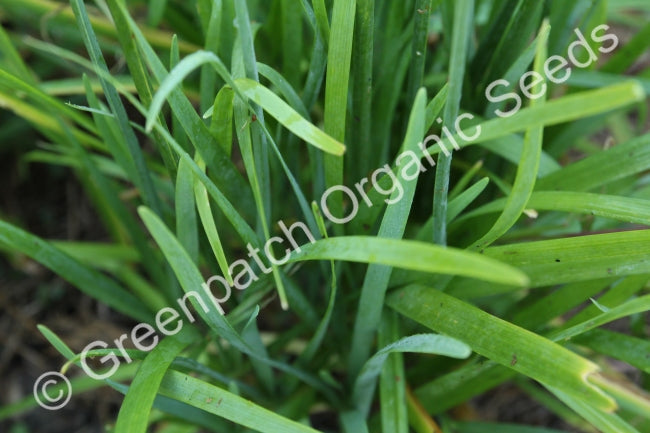 Chives - Garlic Plant