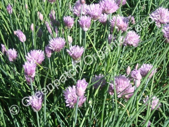 Chives Plant
