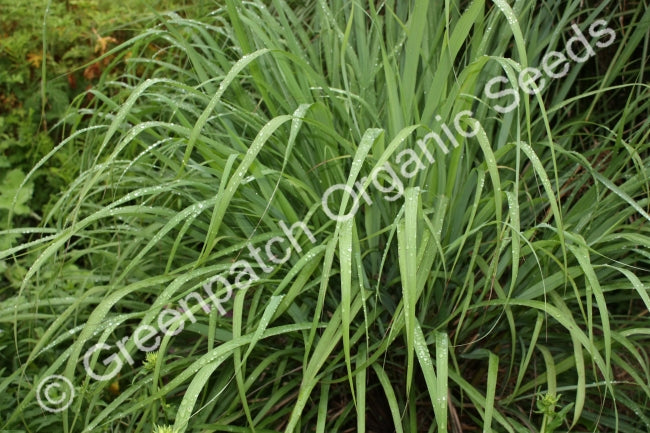 buy citronella plant seeds Citronella Grass Plants Organic