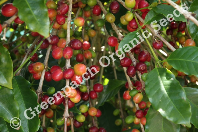 Coffee Arabica Plant