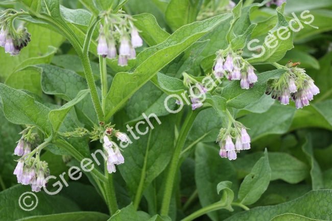 Comfrey Plant
