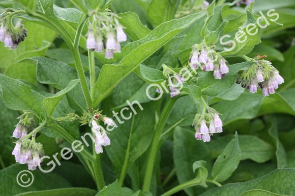 where to buy comfrey plants or seeds Buy Organic Comfrey Plants