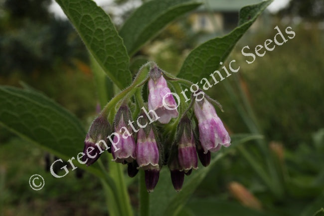 Comfrey Plant