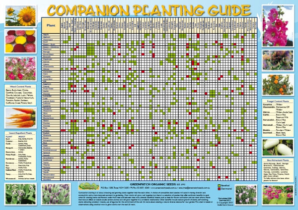 Buy Companion Planting Chart
