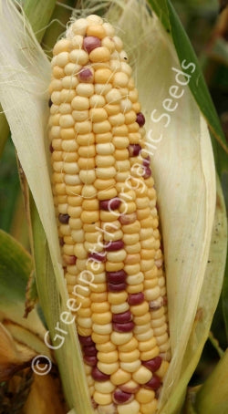 Corn Sweet - Anasazi