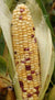 Corn Sweet - Anasazi