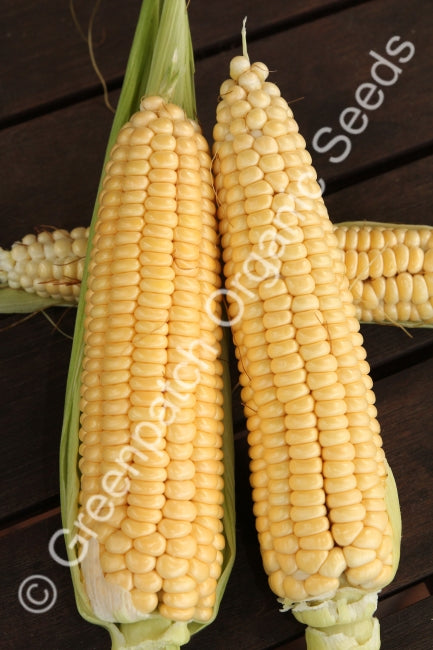 Corn Sweet - Golden Bantam