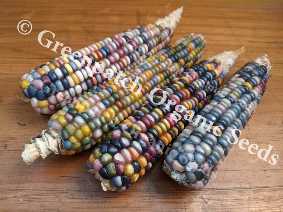 Corn Popcorn - Glass Gem