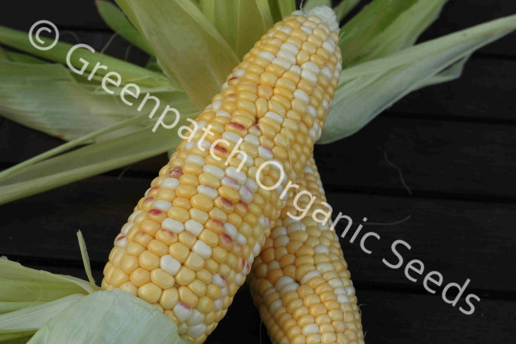 Corn Sweet - Anasazi