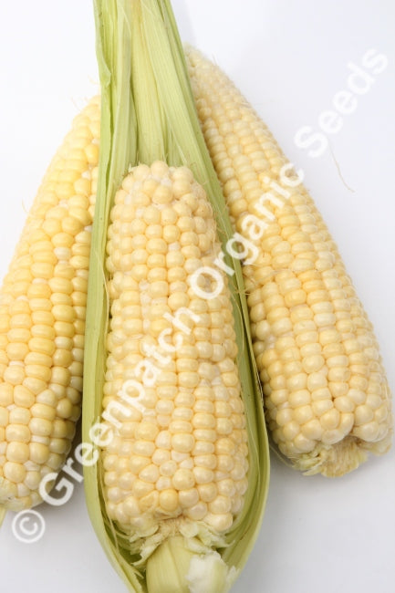 Corn Sweet - Hawaiian
