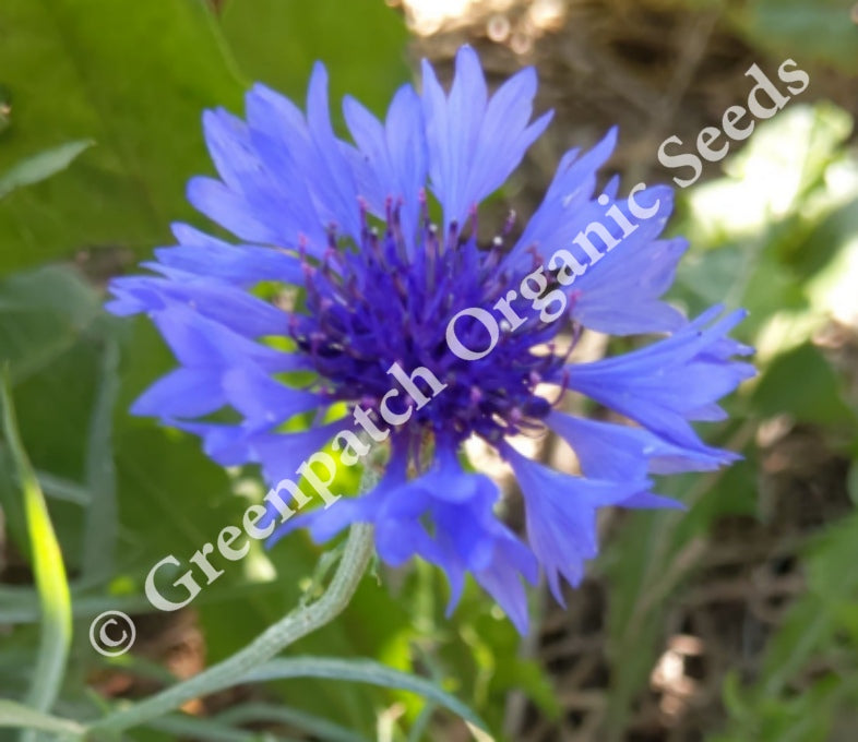 Cornflower Blue Boy