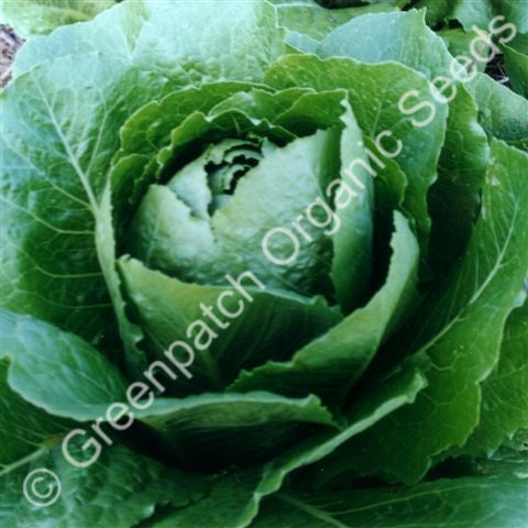 Salad Green Seeds
