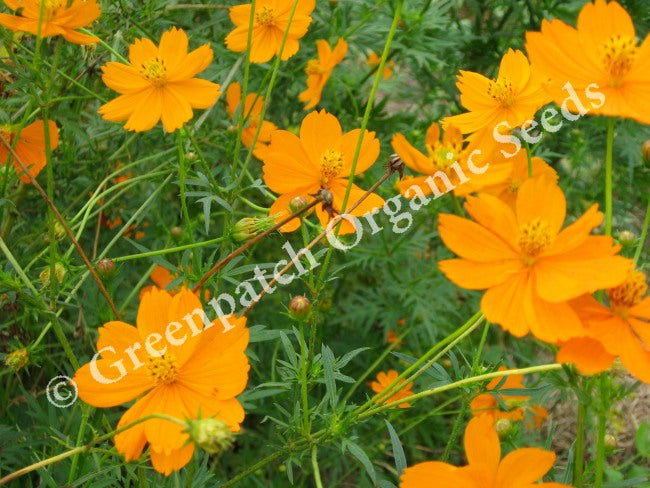 Cosmos - Vibrant Orange