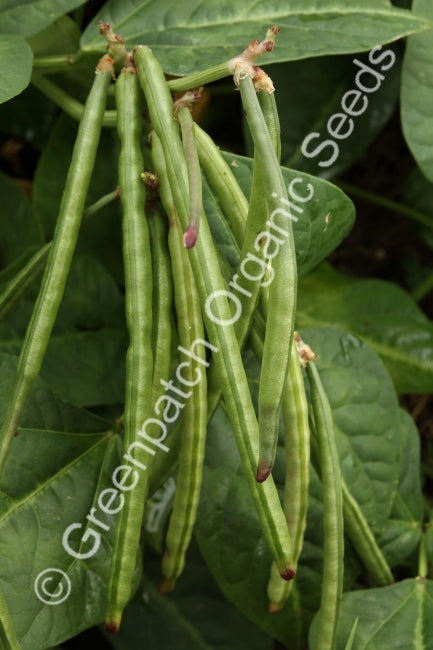 cowpea plant seeds Cowpea Edible Giant Organic Seed
