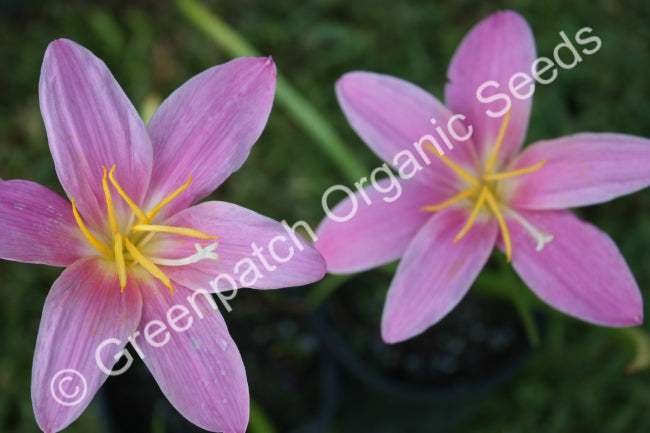 Crocus - Pink