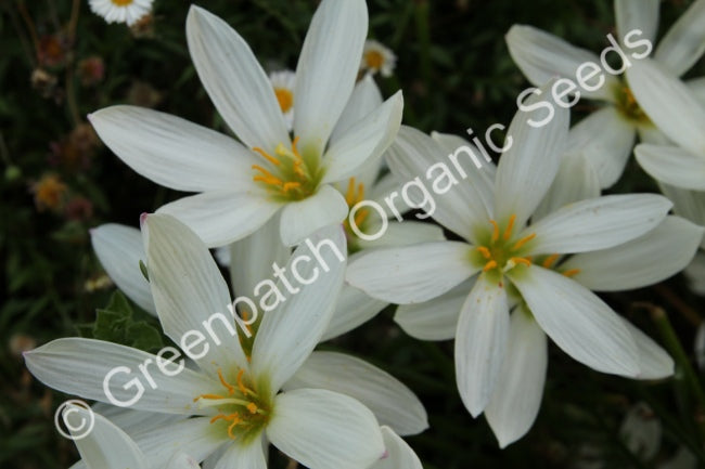 Crocus - White