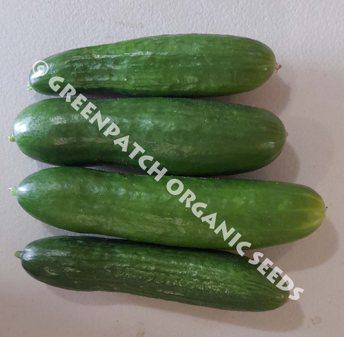 Cucumber Lebanese Organic Seeds