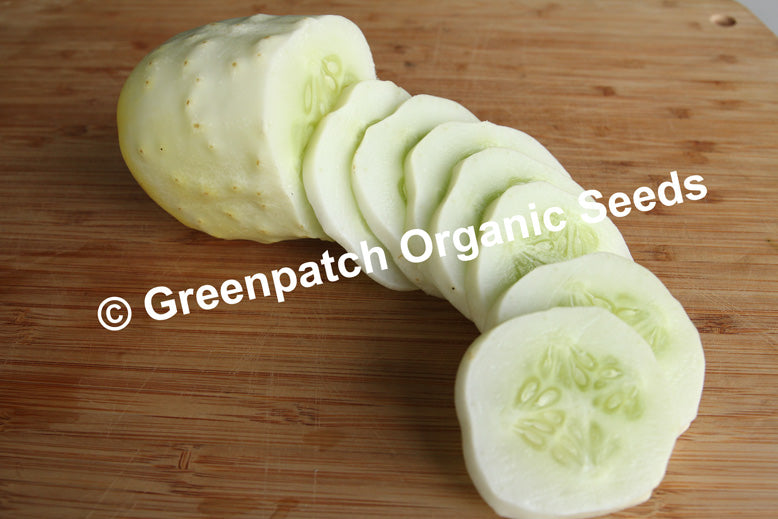 White Spine Cucumber