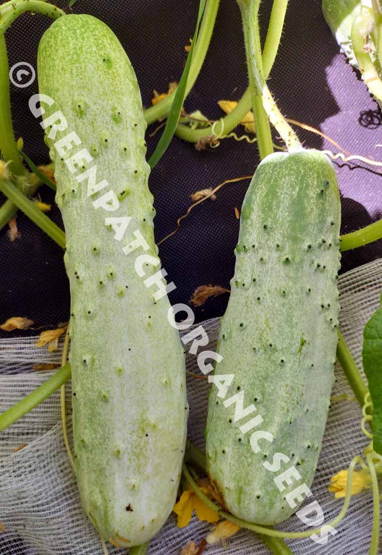 Cucumber Italian Non Acid Seeds