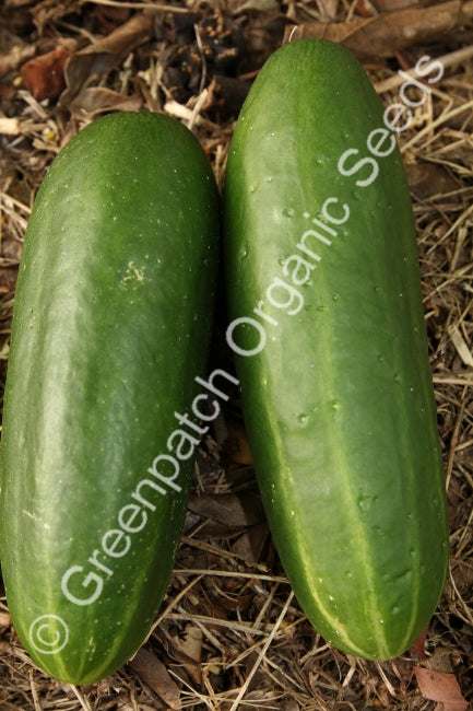 Cucumber Lebanese Seed Buy Online