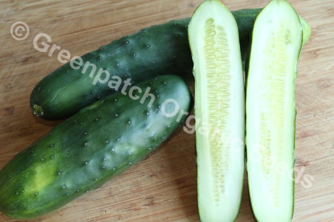 Cucumber - Marketmore