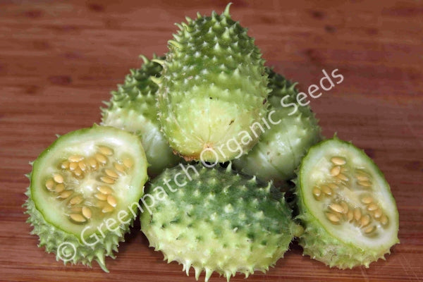 West Indian Gherkin Pickling Cucumber