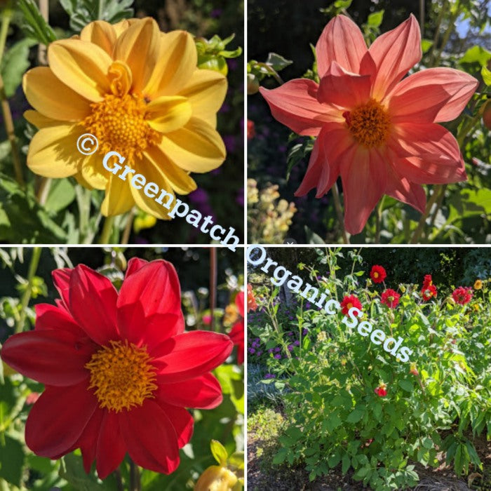 seeds bedding plants Dahlia Bedding Mix Seed