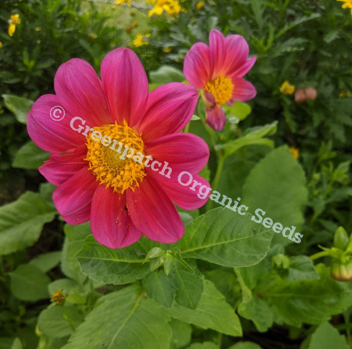 Dahlia - Bedding Mix