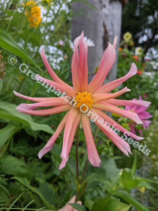 bedding dahlia seeds Dahlia Bedding Mix Seed