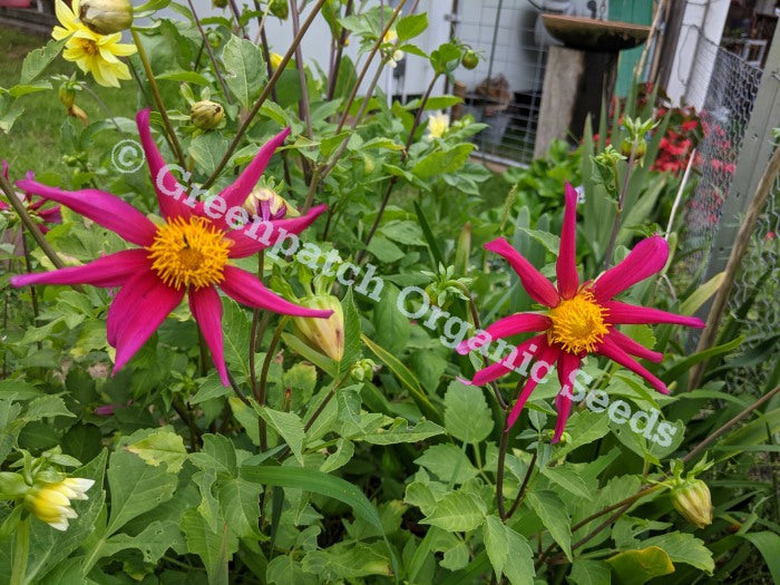 Dahlia - Cactus Flower Mix
