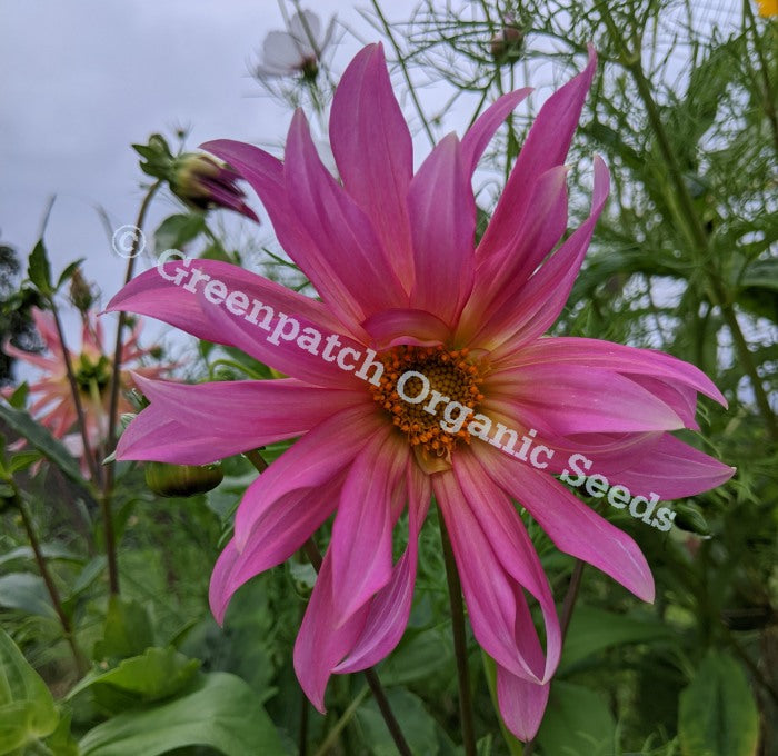 Dahlia - Cactus Flower Mix