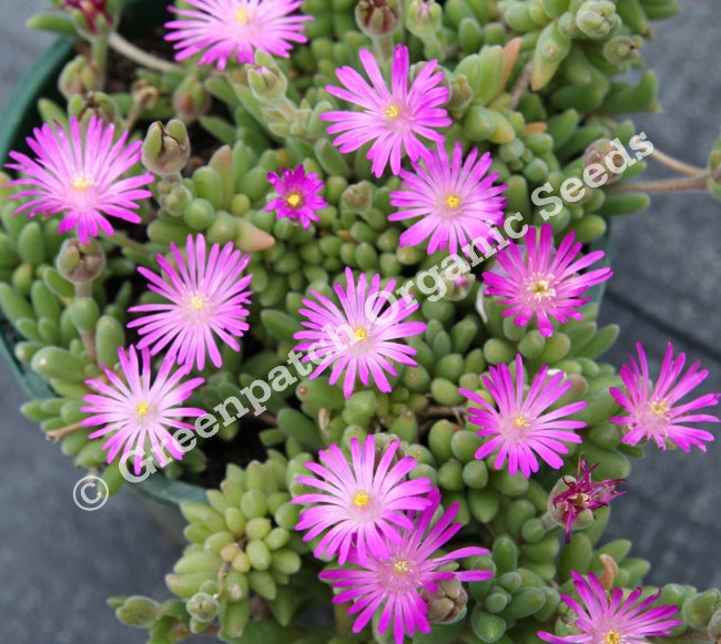 Delosperma Cooperi Purple
