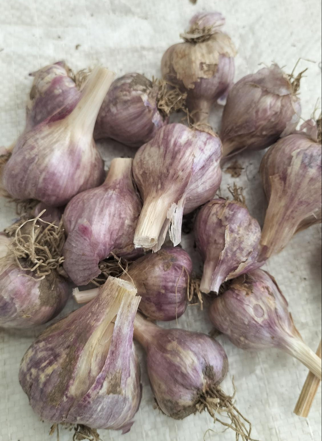 Early Purple Garlic bulbs
