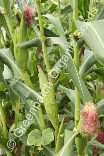 Corn Maize - Early Leaming