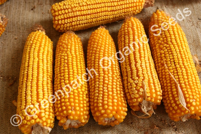 Corn Maize - Early Leaming