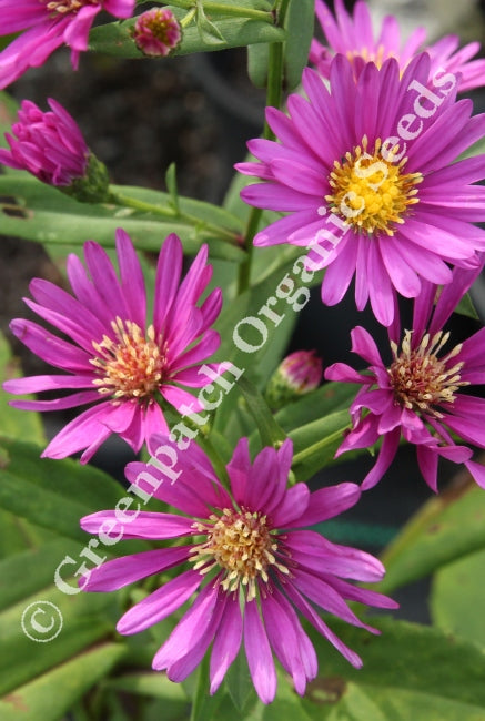 Easter Daisy - Deep Pink