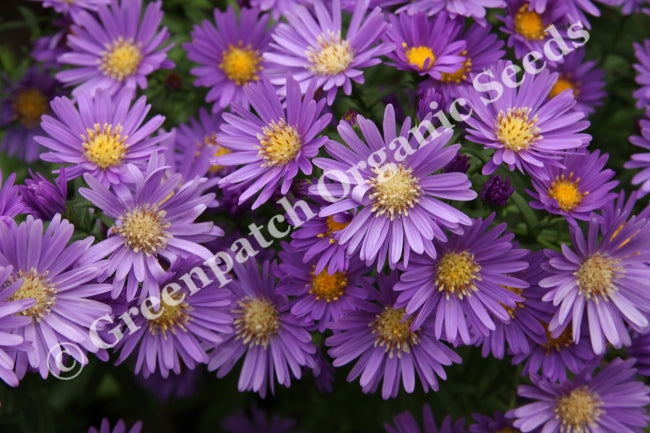 Easter Daisy - Mauve