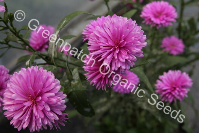 Easter Daisy - Double Pink