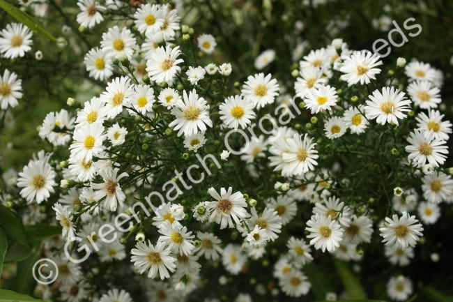 Easter Daisy - Dwarf White